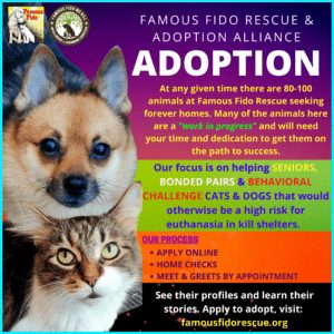 are dogs adopted more than cats