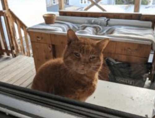 Helping Outdoor Cats: George and Hades’ Stories