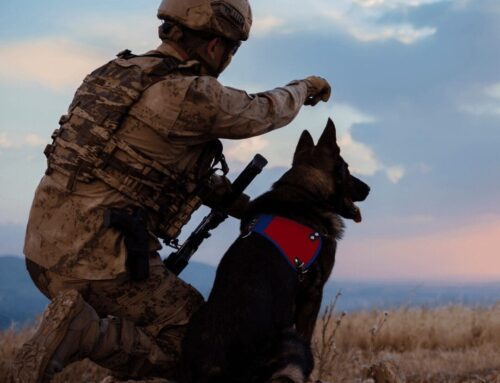 Honoring the Bond Between Soldiers and Animals this Memorial Day