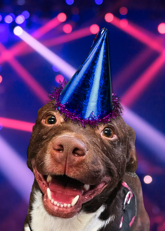 Pittie Party Ticket