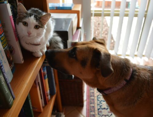 When Letting Go Feels Unthinkable: Why Do So Many Give Up Their Animals?