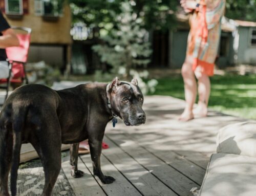 Where Do They Go? The Five Paths for Our Companion Animals