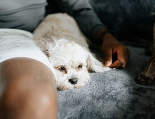Pet Insurance Could Save A Life