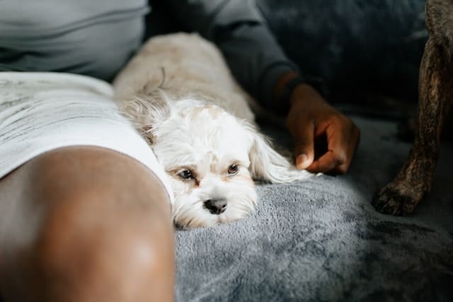 ivana-cajina-GC0zKpToXVU-unsplash