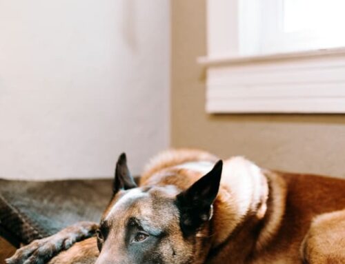 Til Death Do Us Part: What Happens to Animals When Their Guardians Die