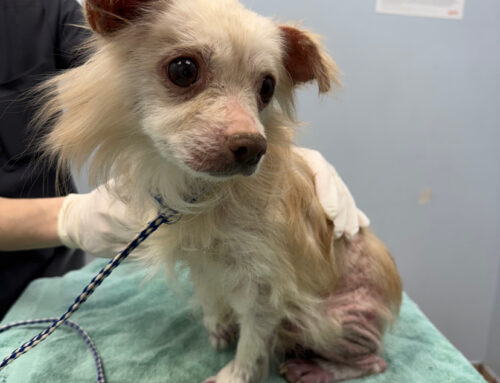 King’s Story: A Lifetime of Neglect, Now a Fight for Healing