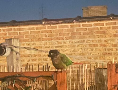 A Balcony, A Bird, and the Power of Not Turning Away
