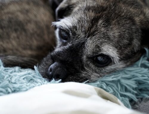 Hidden Costs Of Surrender: What No One Thinks About