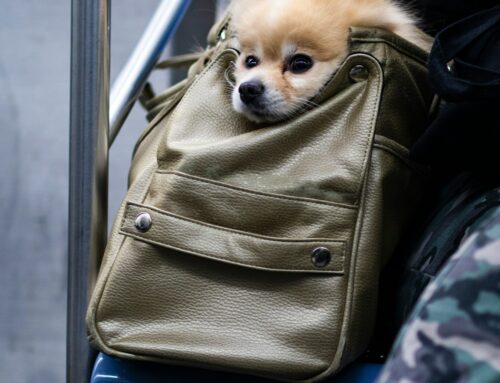 Beyond Hardship: Confronting the Culture of Disposable Pets