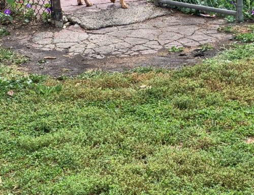 Let’s Talk About Full Circle Rescue