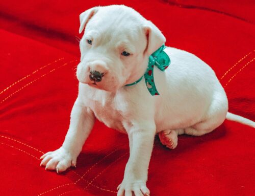 Isn’t This What Rescue Should Be?