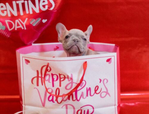 Beyond the Ribbon: Why Every Animal’s Life Deserves a Lifetime of Commitment