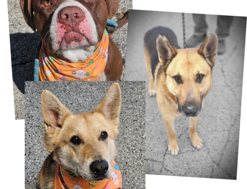 If We Stay Silent, They Have No Chance