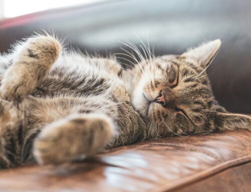 Your Apartment Is Enough: Why a Cat Might Be Exactly What You’ve Been Missing