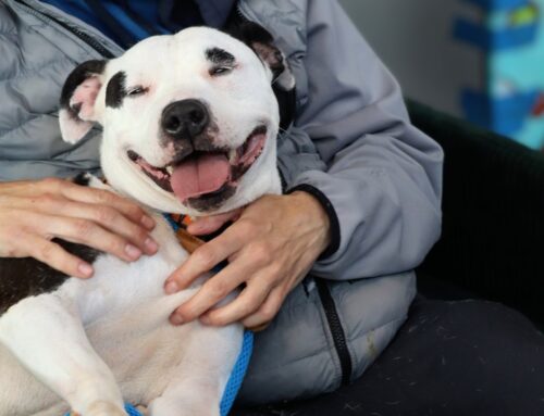 What Happens Inside Famous Fido Rescue