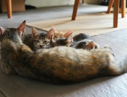 Tiny Lives, Big Responsibility: Understanding Kitten Season and How We Can Help